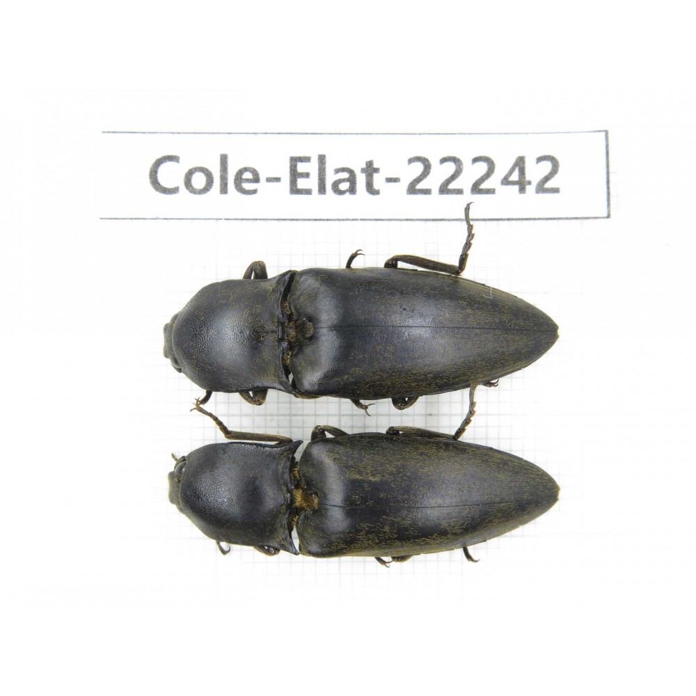 Elateridae sp. China, Yunnan, Dehong, Longchuan. 2Pcs. Cole-Elat-22242.