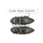 Elateridae sp. China, Yunnan, Dehong, Longchuan. 2Pcs. Cole-Elat-22242.