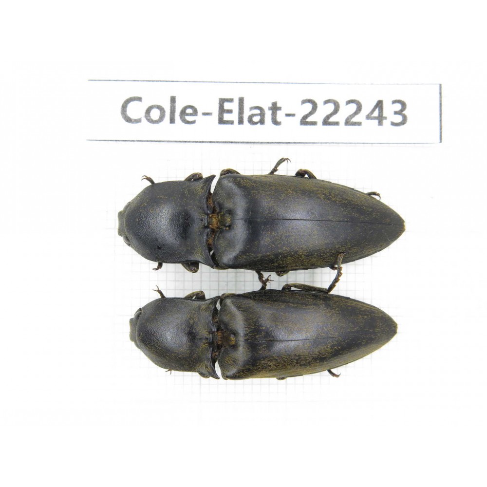 Elateridae sp. China, Yunnan, Dehong, Longchuan. 2Pcs. Cole-Elat-22243.