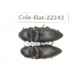 Elateridae sp. China, Yunnan, Dehong, Longchuan. 2Pcs. Cole-Elat-22243.
