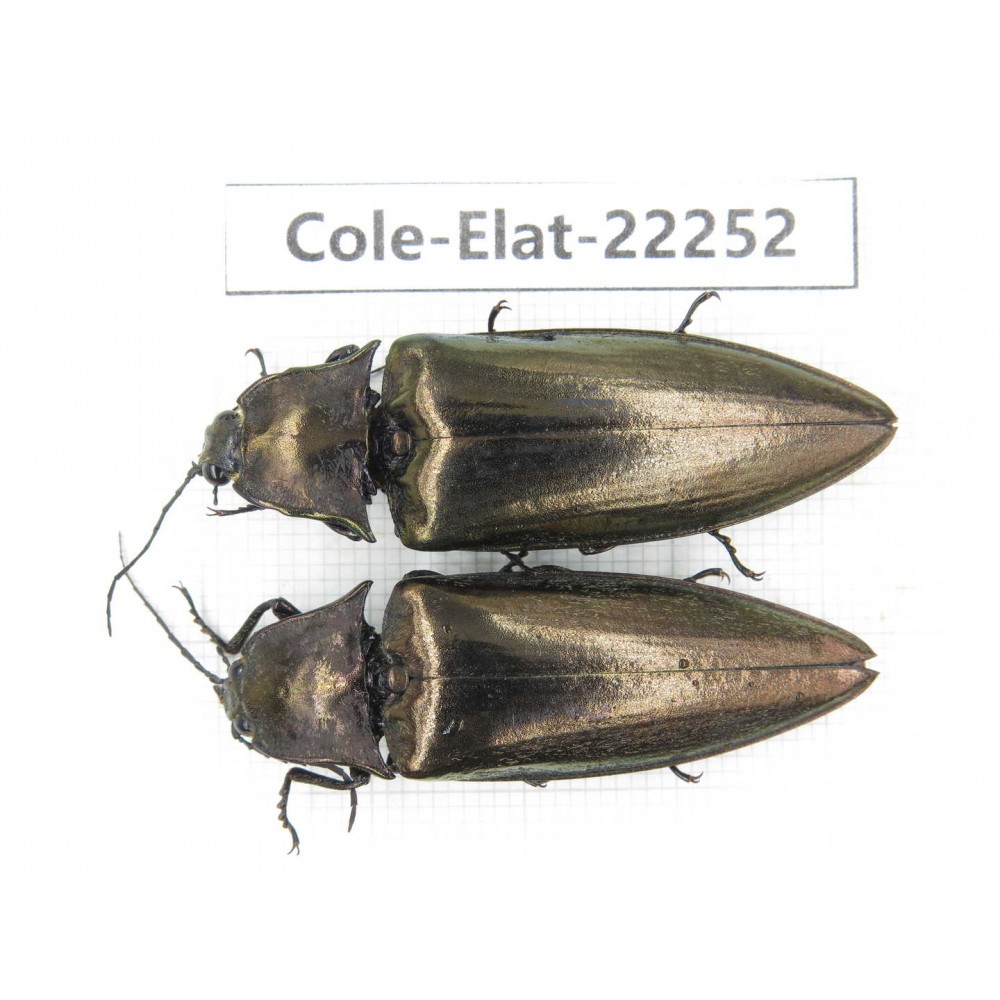 Elateridae sp. China, Yunnan, Dehong, Longchuan. 2Pcs. Cole-Elat-22252.