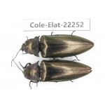 Elateridae sp. China, Yunnan, Dehong, Longchuan. 2Pcs. Cole-Elat-22252.