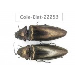 Elateridae sp. China, Yunnan, Dehong, Longchuan. 2Pcs. Cole-Elat-22253.