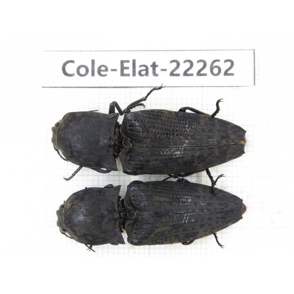Elateridae sp. China, Yunnan, Dehong, Longchuan. 2Pcs. Cole-Elat-22262.