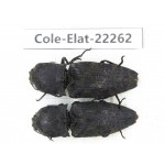 Elateridae sp. China, Yunnan, Dehong, Longchuan. 2Pcs. Cole-Elat-22262.