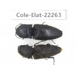 Elateridae sp. China, Yunnan, Dehong, Longchuan. 2Pcs. Cole-Elat-22263.