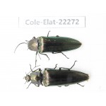 Elateridae sp. Myanmar, Kechin, Nanse. 2Pcs. Cole-Elat-22272.