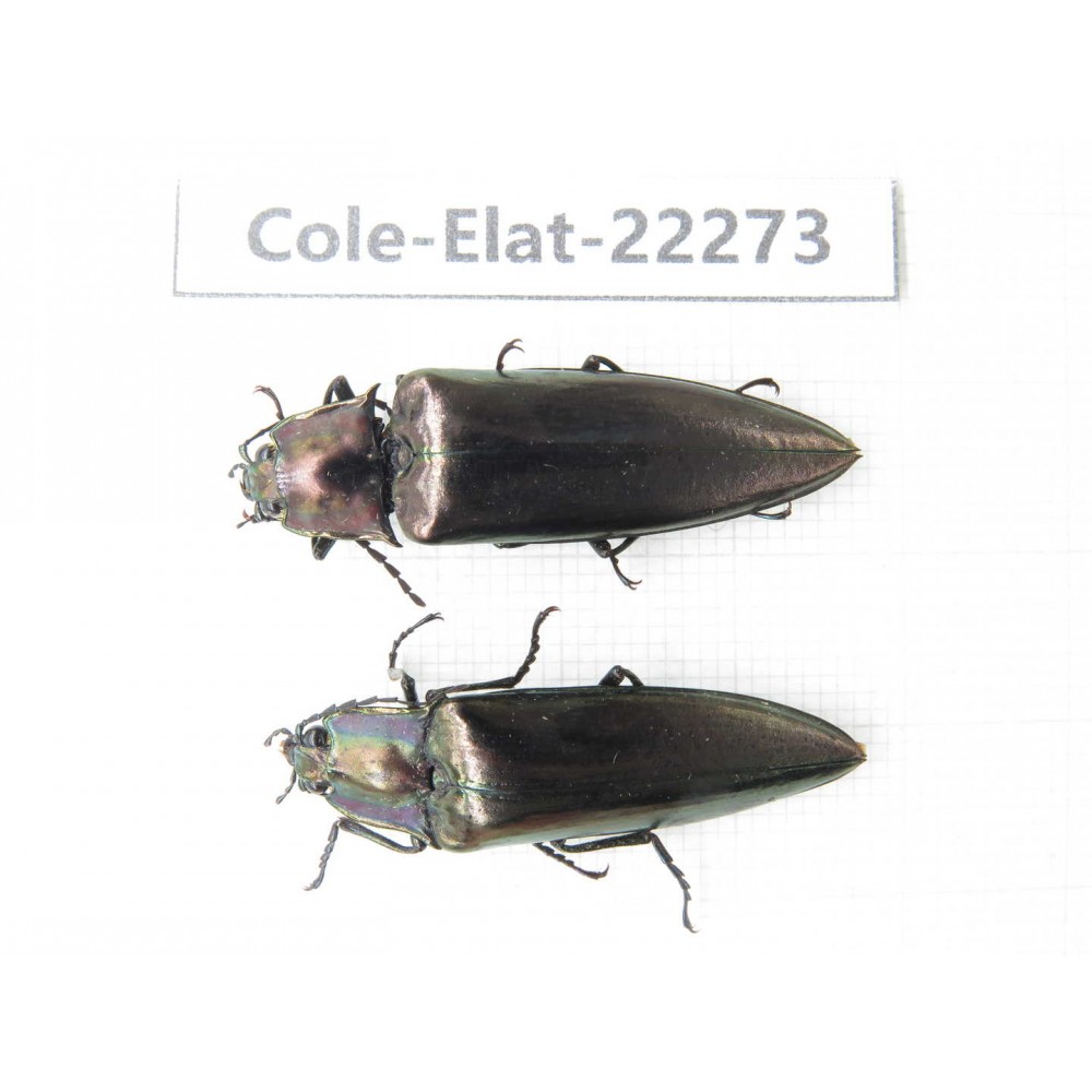 Elateridae sp. Myanmar, Kechin, Nanse. 2Pcs. Cole-Elat-22273.