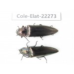 Elateridae sp. Myanmar, Kechin, Nanse. 2Pcs. Cole-Elat-22273.