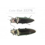 Elateridae sp. Myanmar, Kechin, Nanse. 2Pcs. Cole-Elat-22276.