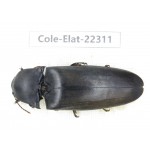 Elateridae sp. China, Guizhou, Qiandongnan, Mt.Leigongshan. 1Pcs. Cole-Elat-22311.