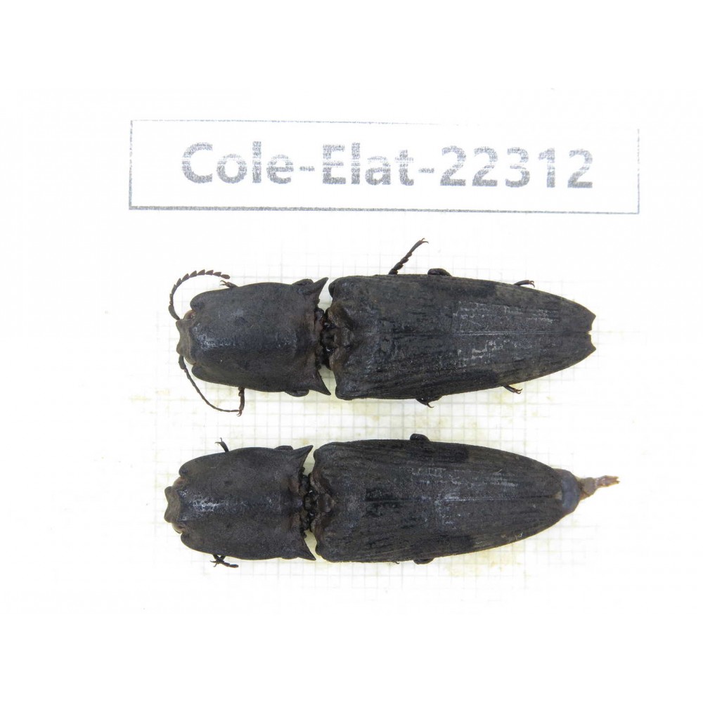 Elateridae sp. China, Guizhou, Qiandongnan, Mt.Leigongshan. 2Pcs. Cole-Elat-22312.