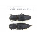 Elateridae sp. China, Guizhou, Qiandongnan, Mt.Leigongshan. 2Pcs. Cole-Elat-22312.