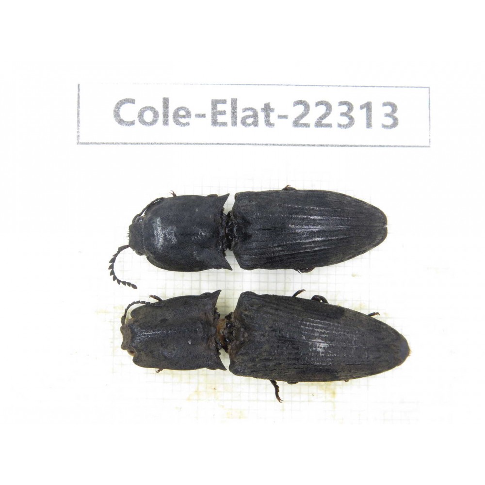 Elateridae sp. China, Guizhou, Qiandongnan, Mt.Leigongshan. 2Pcs. Cole-Elat-22313.