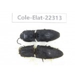 Elateridae sp. China, Guizhou, Qiandongnan, Mt.Leigongshan. 2Pcs. Cole-Elat-22313.