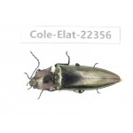 Elateridae sp. China, Yunnan, Nujiang, Fugong county. 1Pcs. Cole-Elat-22356.