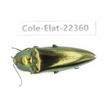 Elateridae sp. China, Tibet, Linzhi, Bomi county.1Pcs. Cole-Elat-22360.