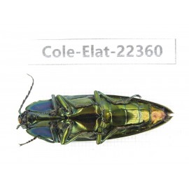Elateridae sp. China, Tibet, Linzhi, Bomi county.1Pcs. Cole-Elat-22360.