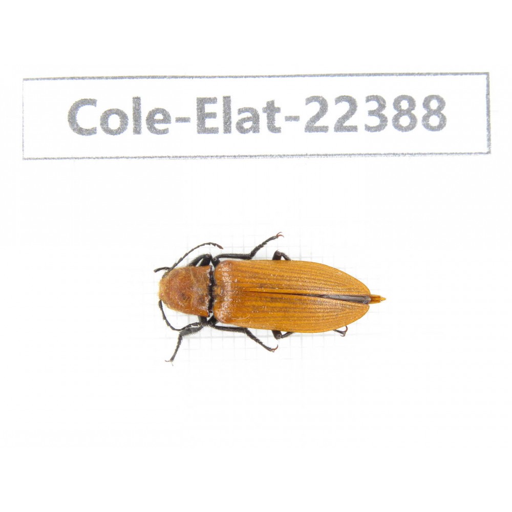 Elateridae sp. China,Tibet, Qamdo, S of Qamdo.1Pcs. Cole-Elat-22388.