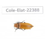 Elateridae sp. China,Tibet, Qamdo, S of Qamdo.1Pcs. Cole-Elat-22388.