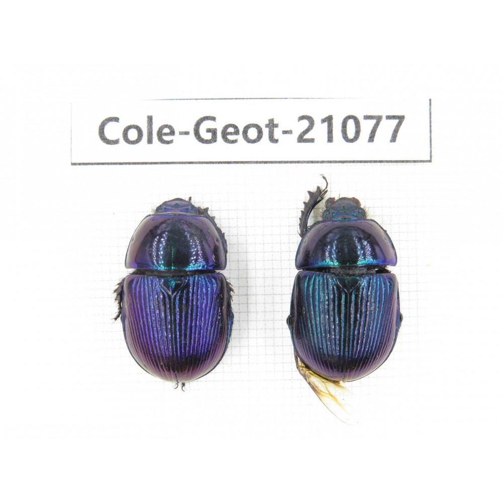 Geotrupidae sp. China, Heilongjiang, Mudanjiang. 2Pcs. Cole-Geot-21077.