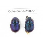 Geotrupidae sp. China, Heilongjiang, Mudanjiang. 2Pcs. Cole-Geot-21077.