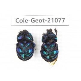 Geotrupidae sp. China, Heilongjiang, Mudanjiang. 2Pcs. Cole-Geot-21077.