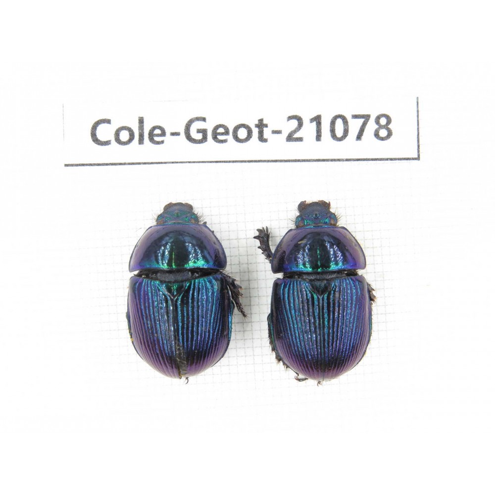 Geotrupidae sp. China, Heilongjiang, Mudanjiang. 2Pcs. Cole-Geot-21078.