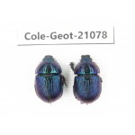 Geotrupidae sp. China, Heilongjiang, Mudanjiang. 2Pcs. Cole-Geot-21078.