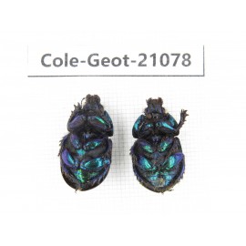 Geotrupidae sp. China, Heilongjiang, Mudanjiang. 2Pcs. Cole-Geot-21078.