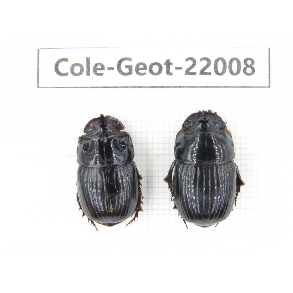 Geotrupidae sp. China, Tibet, Linzhi, Bomi county. 1P. Cole-Geot-22008.