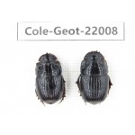 Geotrupidae sp. China, Tibet, Linzhi, Bomi county. 1P. Cole-Geot-22008.
