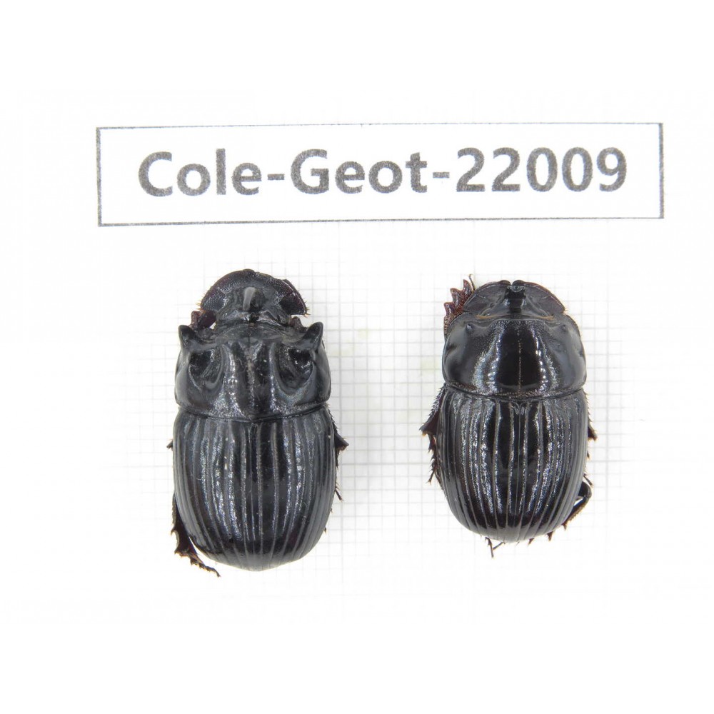 Geotrupidae sp. China, Tibet, Linzhi, Bomi county. 1P. Cole-Geot-22009.