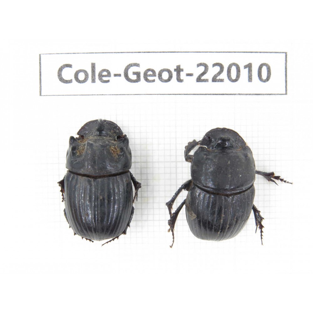Geotrupidae sp. China, Tibet, Linzhi, Bomi county. 1P. Cole-Geot-22010.
