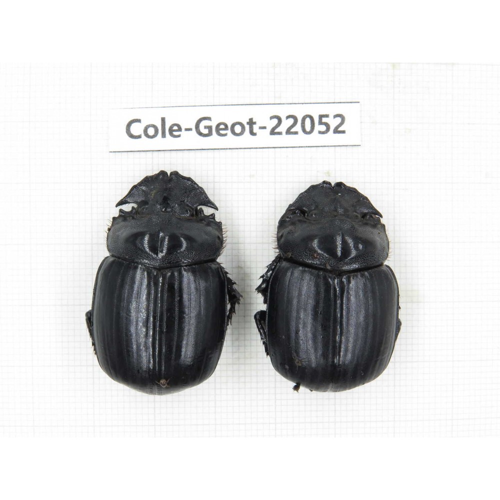Geotrupidae sp. China, Yunnan, Nujiang, N of Mt.Biluoxueshan. 2Pcs. Cole-Geot-22052.