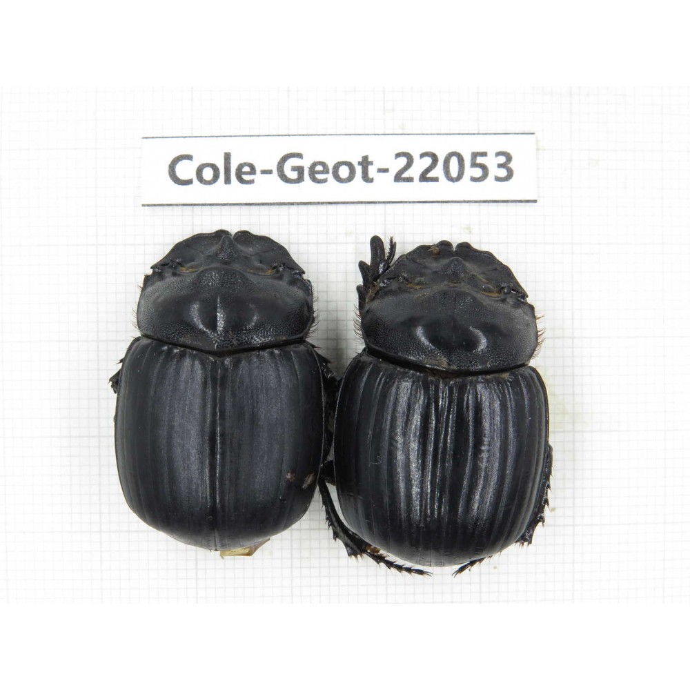 Geotrupidae sp. China, Yunnan, Nujiang, N of Mt.Biluoxueshan. 2Pcs. Cole-Geot-22053.