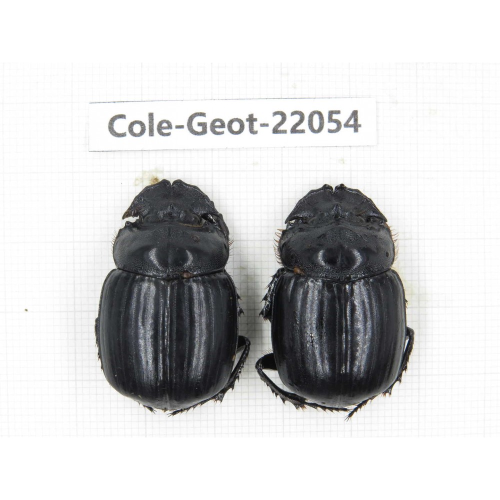 Geotrupidae sp. China, Yunnan, Nujiang, N of Mt.Biluoxueshan. 2Pcs. Cole-Geot-22054.