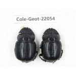 Geotrupidae sp. China, Yunnan, Nujiang, N of Mt.Biluoxueshan. 2Pcs. Cole-Geot-22054.