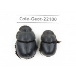 Geotrupidae sp. China, Yunnan, Dali, S of Mt.Cangshan. 2Pcs. Cole-Geot-22100.
