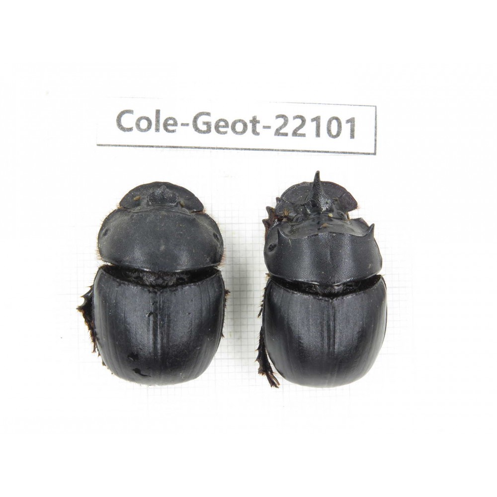 Geotrupidae sp. China, Yunnan, Dali, S of Mt.Cangshan. 1P. Cole-Geot-22101.