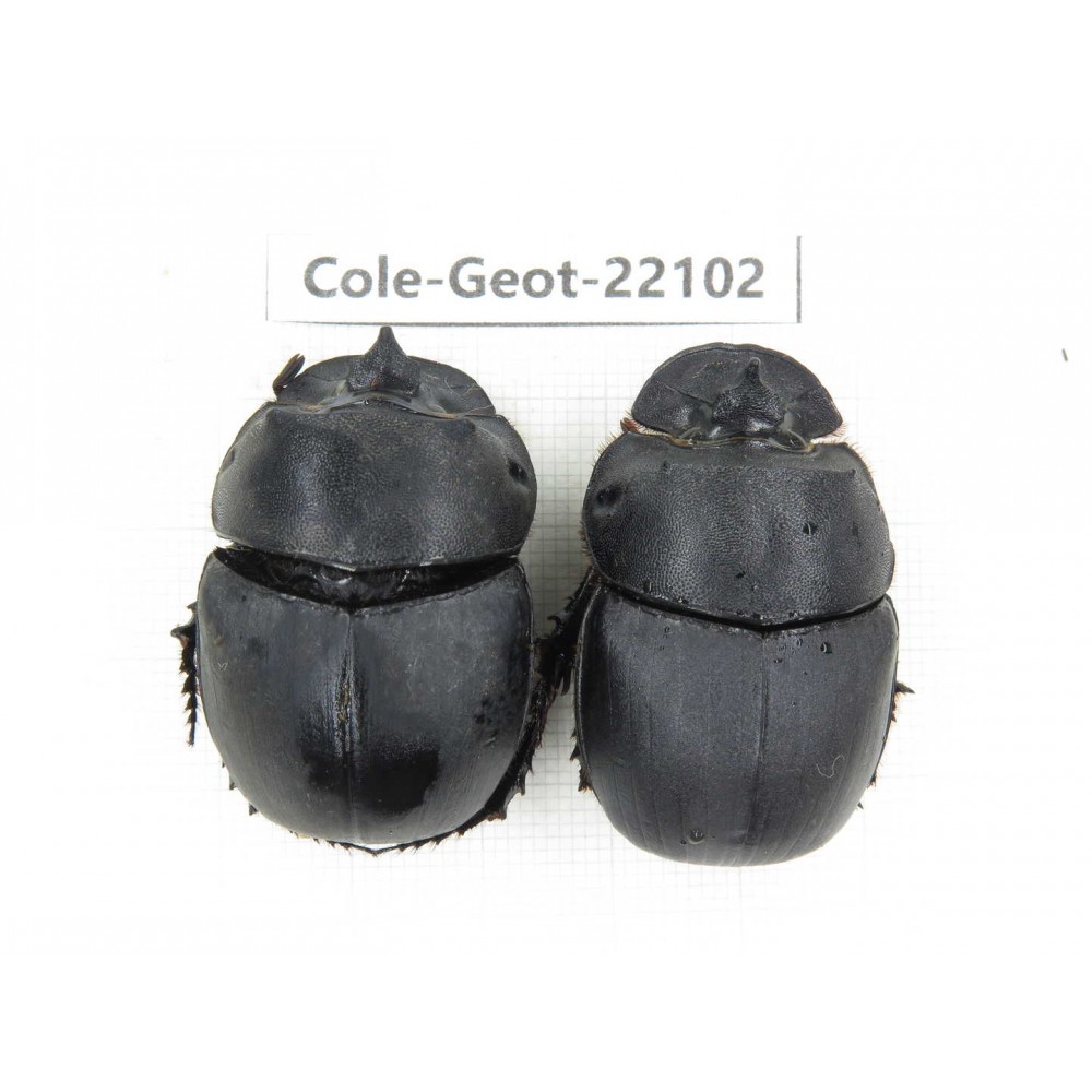 Geotrupidae sp. China, Yunnan, Yuxi, Xinping county. 2Pcs. Cole-Geot-22102.