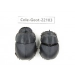 Geotrupidae sp. China, Yunnan, Yuxi, Xinping county. 2Pcs. Cole-Geot-22103.