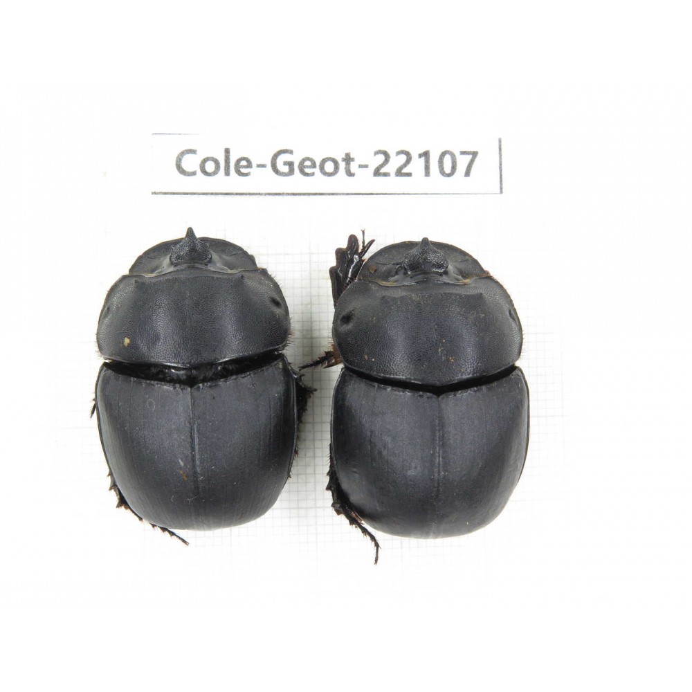 Geotrupidae sp. China, Yunnan, Yuxi, Xinping county. 2Pcs. Cole-Geot-22107.