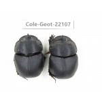 Geotrupidae sp. China, Yunnan, Yuxi, Xinping county. 2Pcs. Cole-Geot-22107.