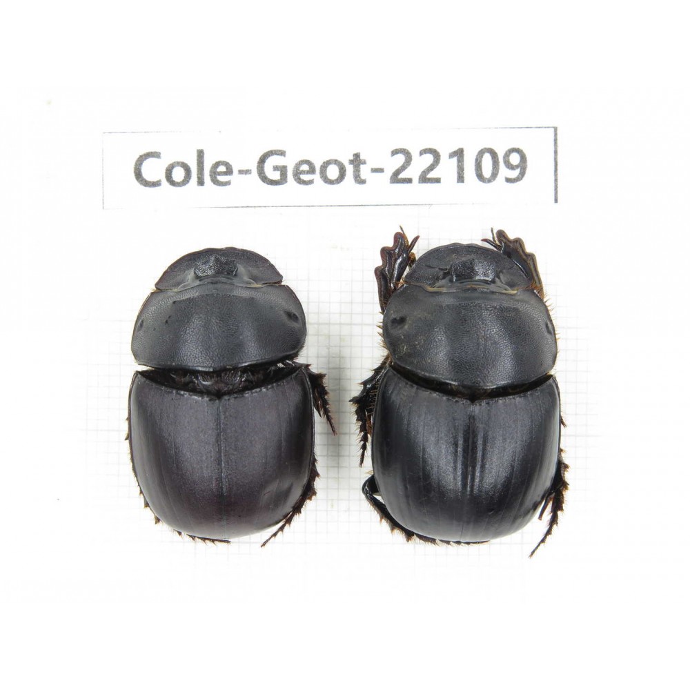 Geotrupidae sp. China, Yunnan, Yuxi, Xinping county. 2Pcs. Cole-Geot-22109.