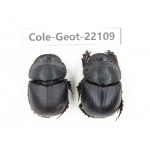 Geotrupidae sp. China, Yunnan, Yuxi, Xinping county. 2Pcs. Cole-Geot-22109.
