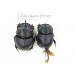 Geotrupidae sp. China, Yunnan, Yuxi, Xinping county. 2Pcs. Cole-Geot-22150.