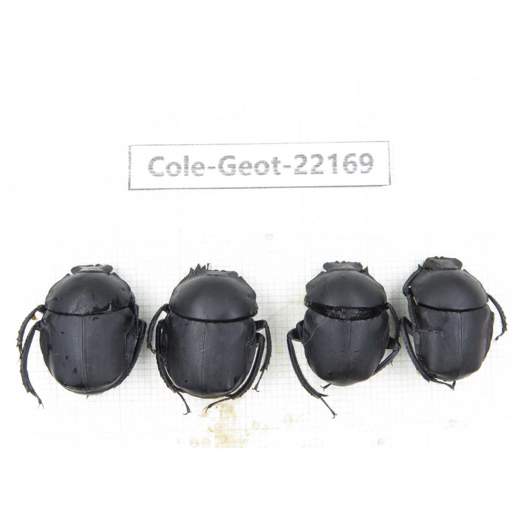 Geotrupidae sp. China, Guizhou, Tongren, Mt.Fanjingshan. 4Pcs. Cole-Geot-22169.