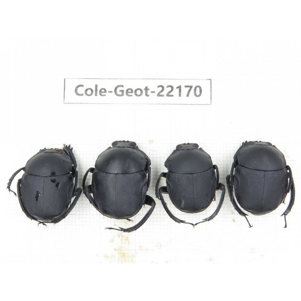 Geotrupidae sp. China, Guizhou, Tongren, Mt.Fanjingshan. 4Pcs. Cole-Geot-22170.