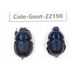 Geotrupidae sp. China, Guizhou, Tongren, Mt.Fanjingshan. 2Pcs. Cole-Geot-22190.